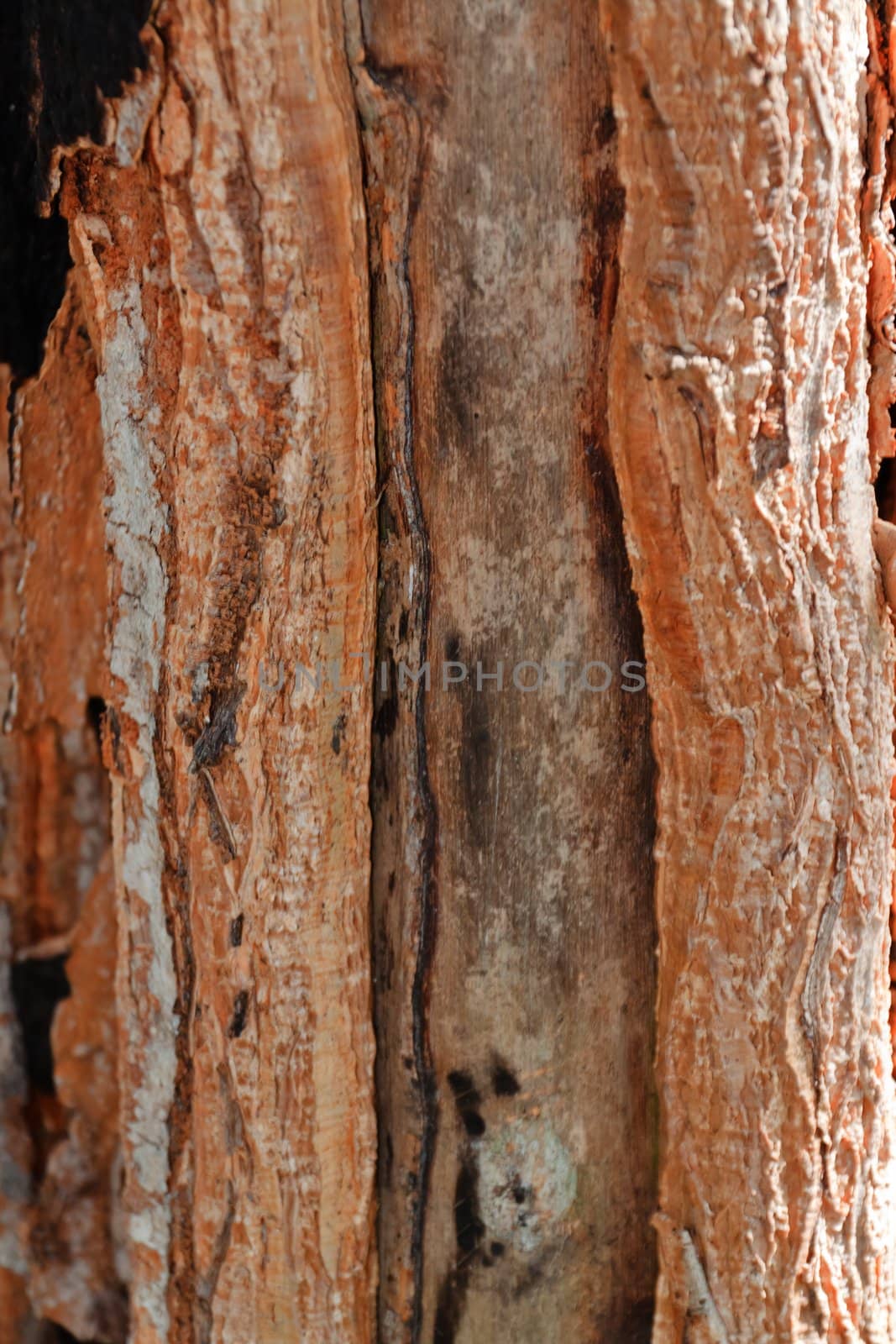 Tree bark, dry parts of the tree