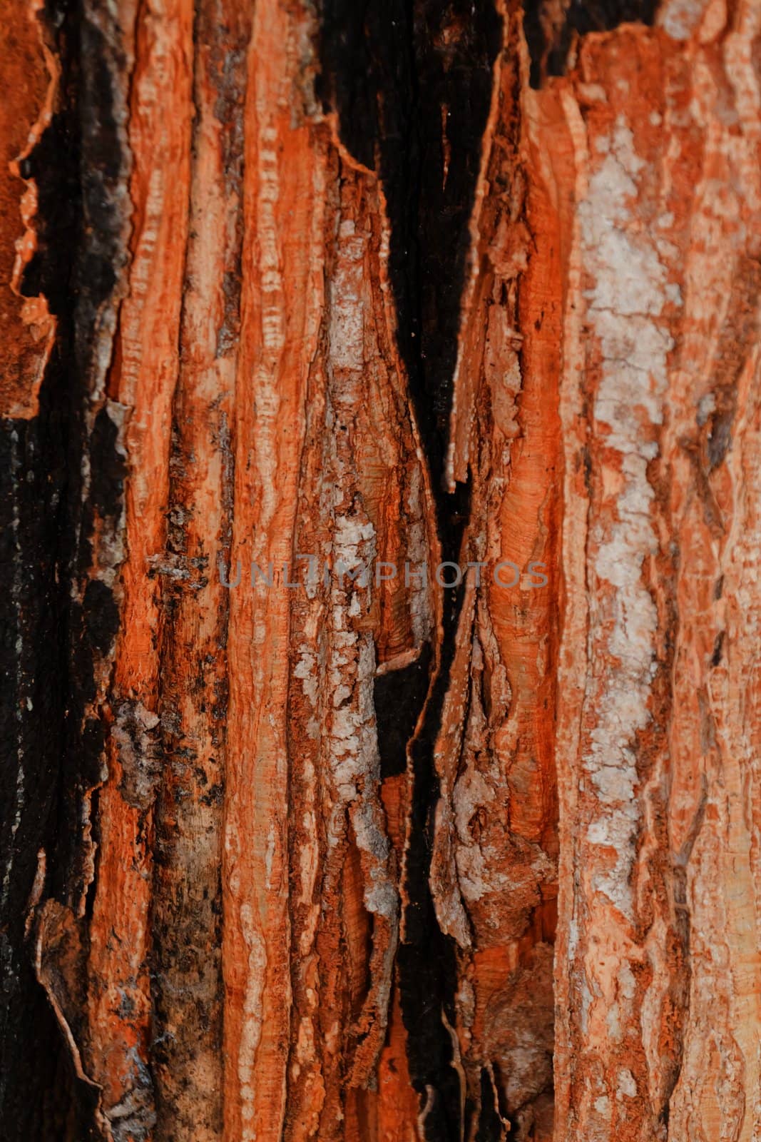 Tree bark, dry parts of the tree