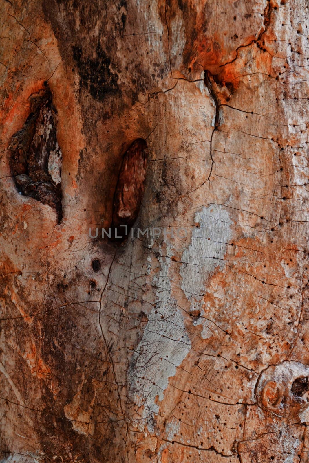 Tree bark, dry parts of the tree