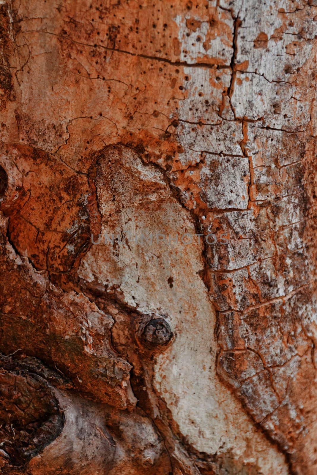 Tree bark, dry parts of the tree