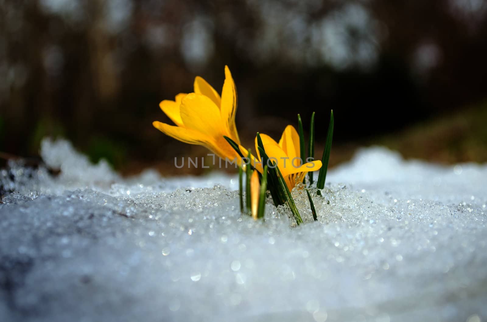 closeup of saffron crocus flower blooms between snow in spring garden.