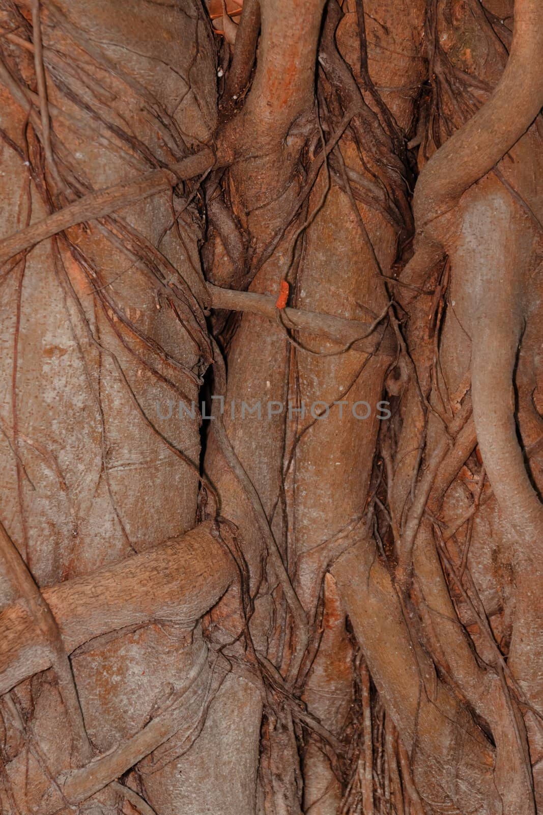 Tree bark, dry parts of the tree