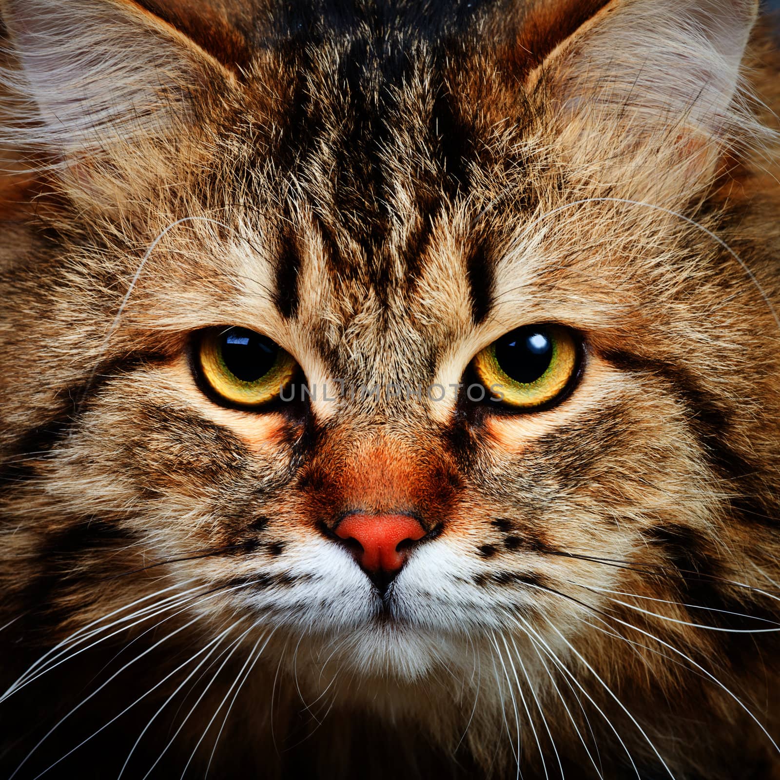 Close-up portrait of Siberian cat