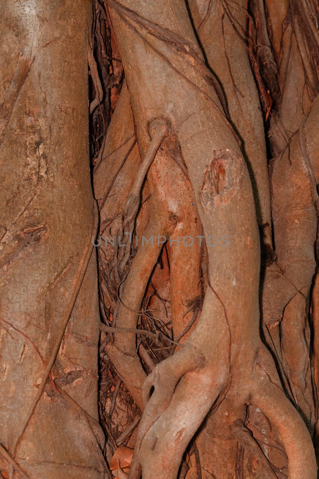 Tree bark, dry parts of the tree