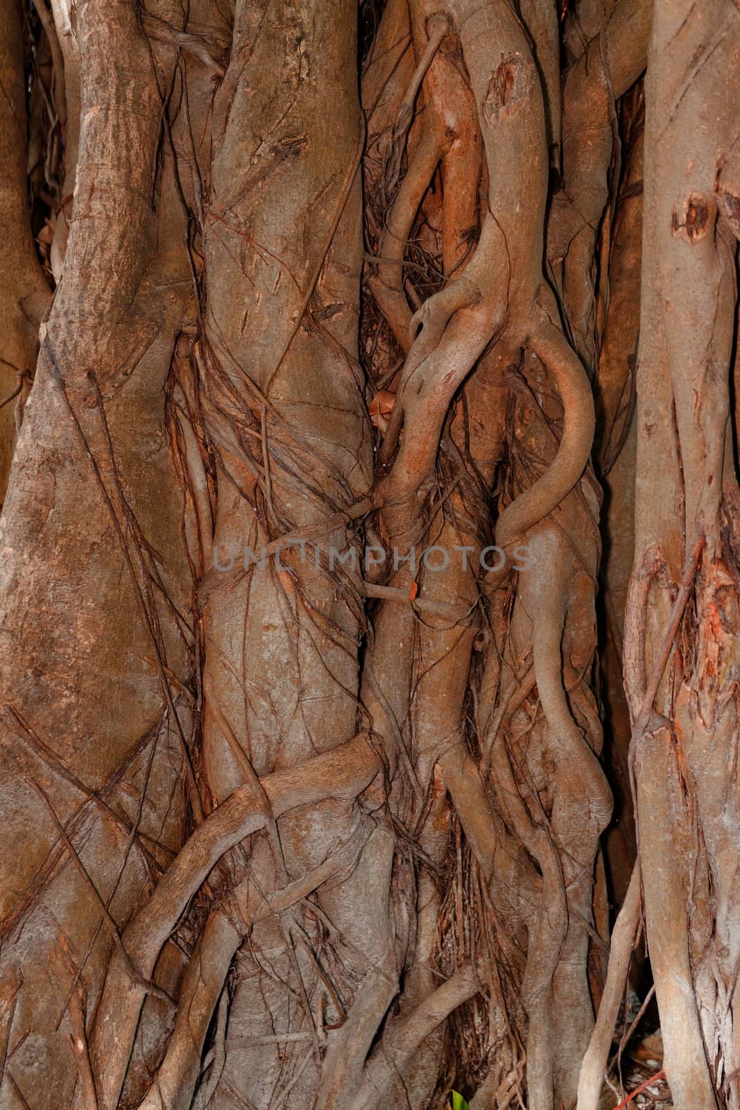 Tree bark, dry parts of the tree