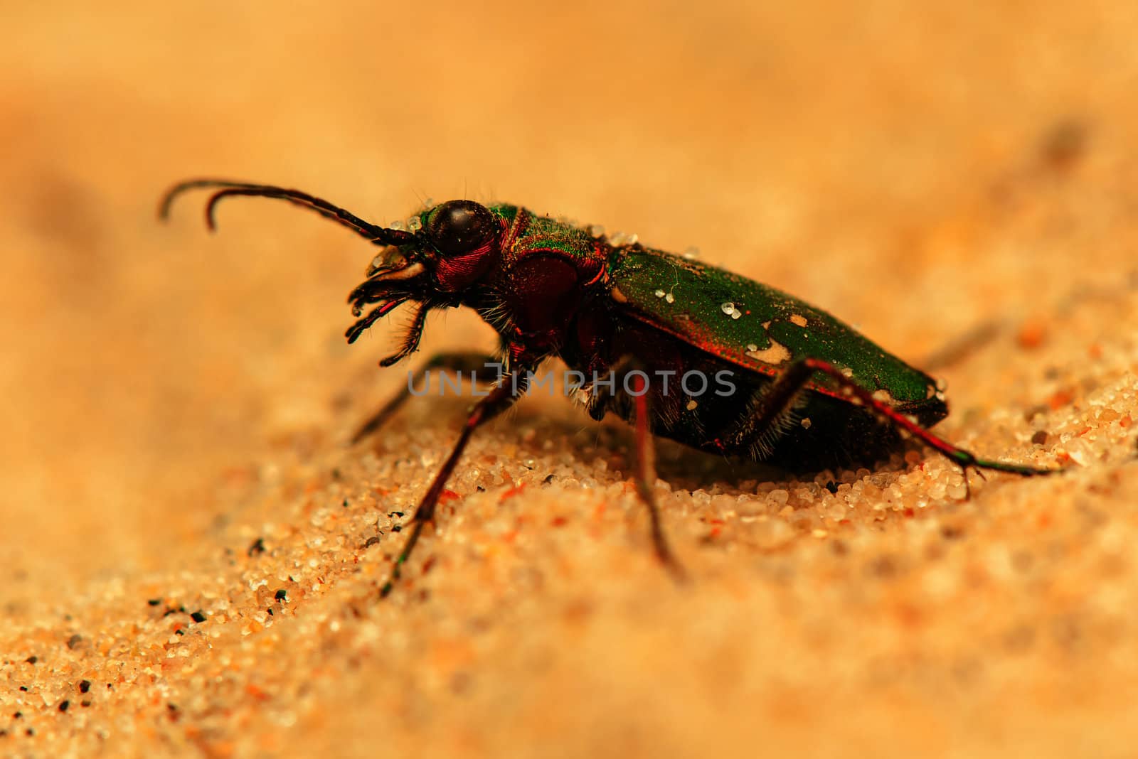 Cicindela campestris by Gucio_55