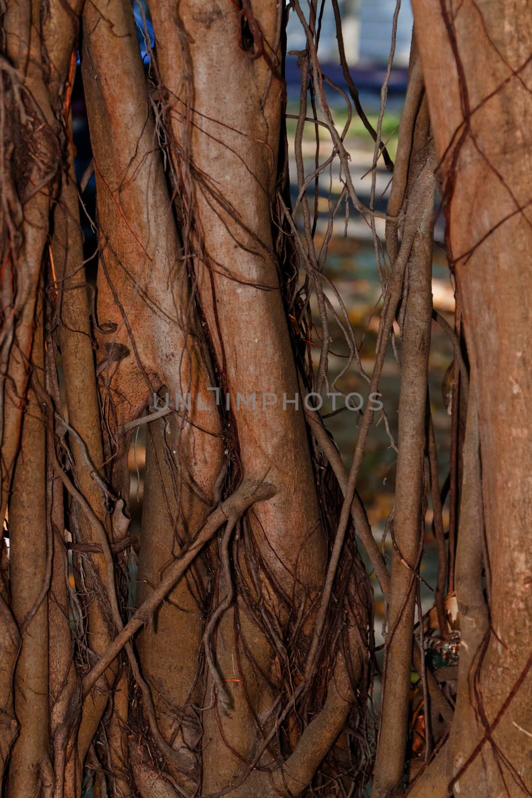 Tree bark, dry parts of the tree