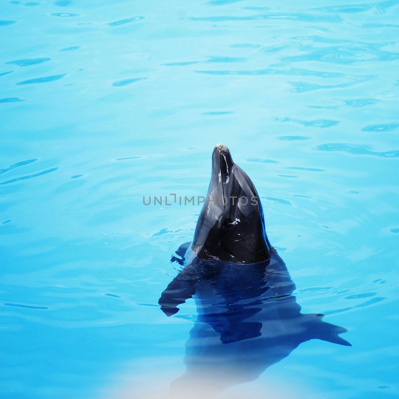 Dolphin dancing during dolphins show