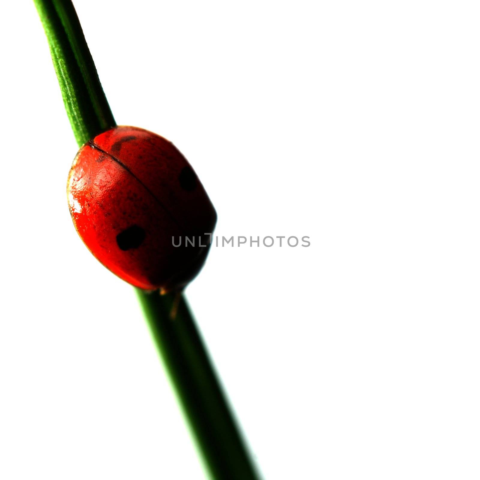 summer red  ladybug on grass