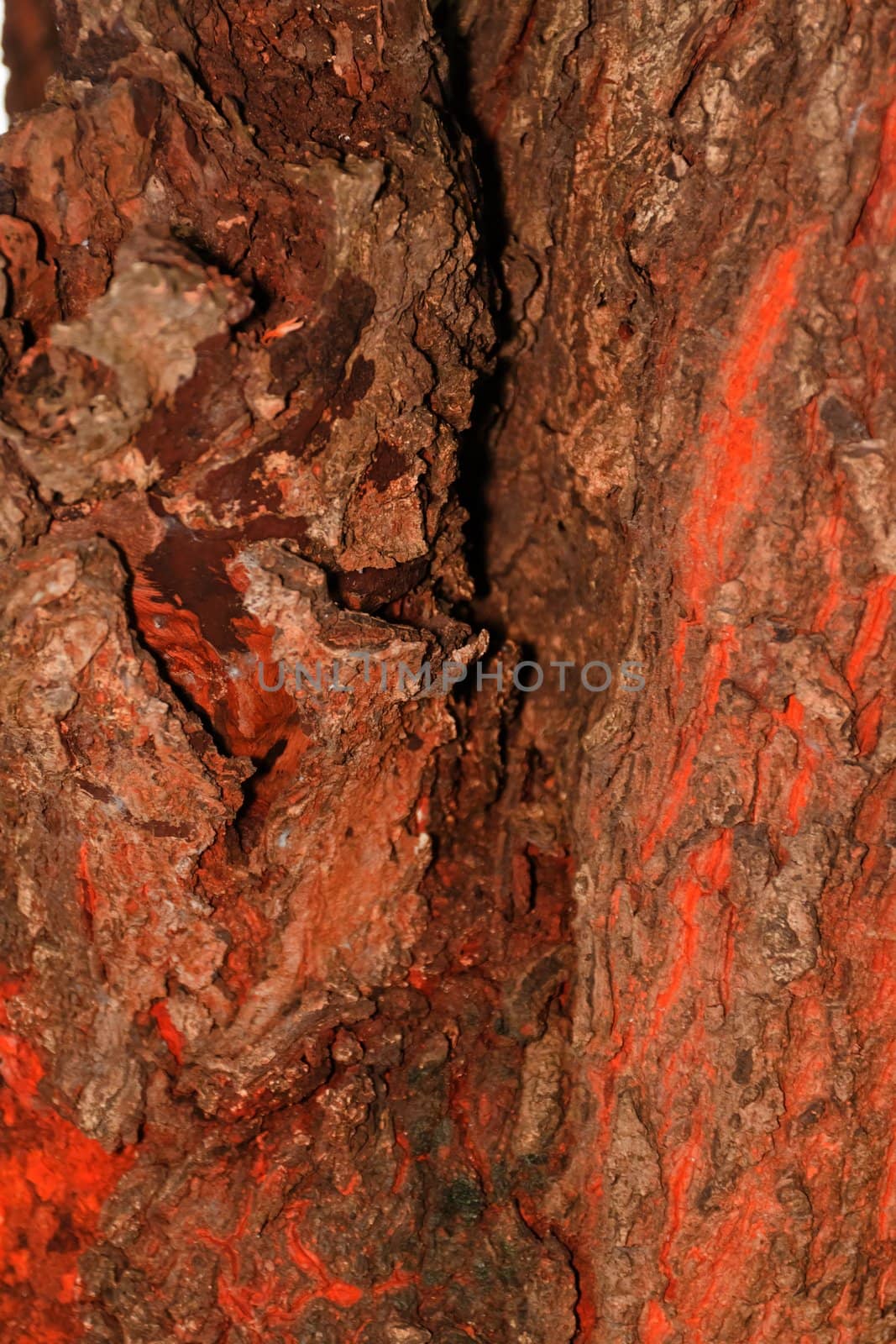 Tree bark, dry parts of the tree by nikky1972