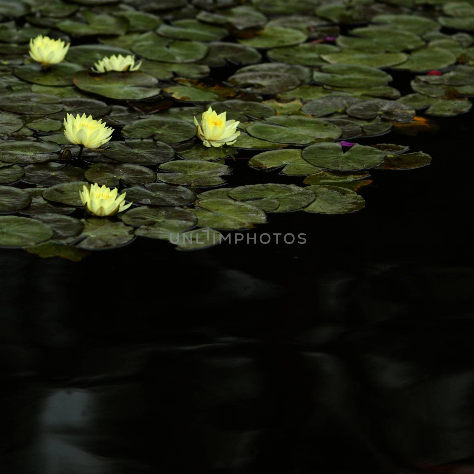 Yellow water lily in a pond