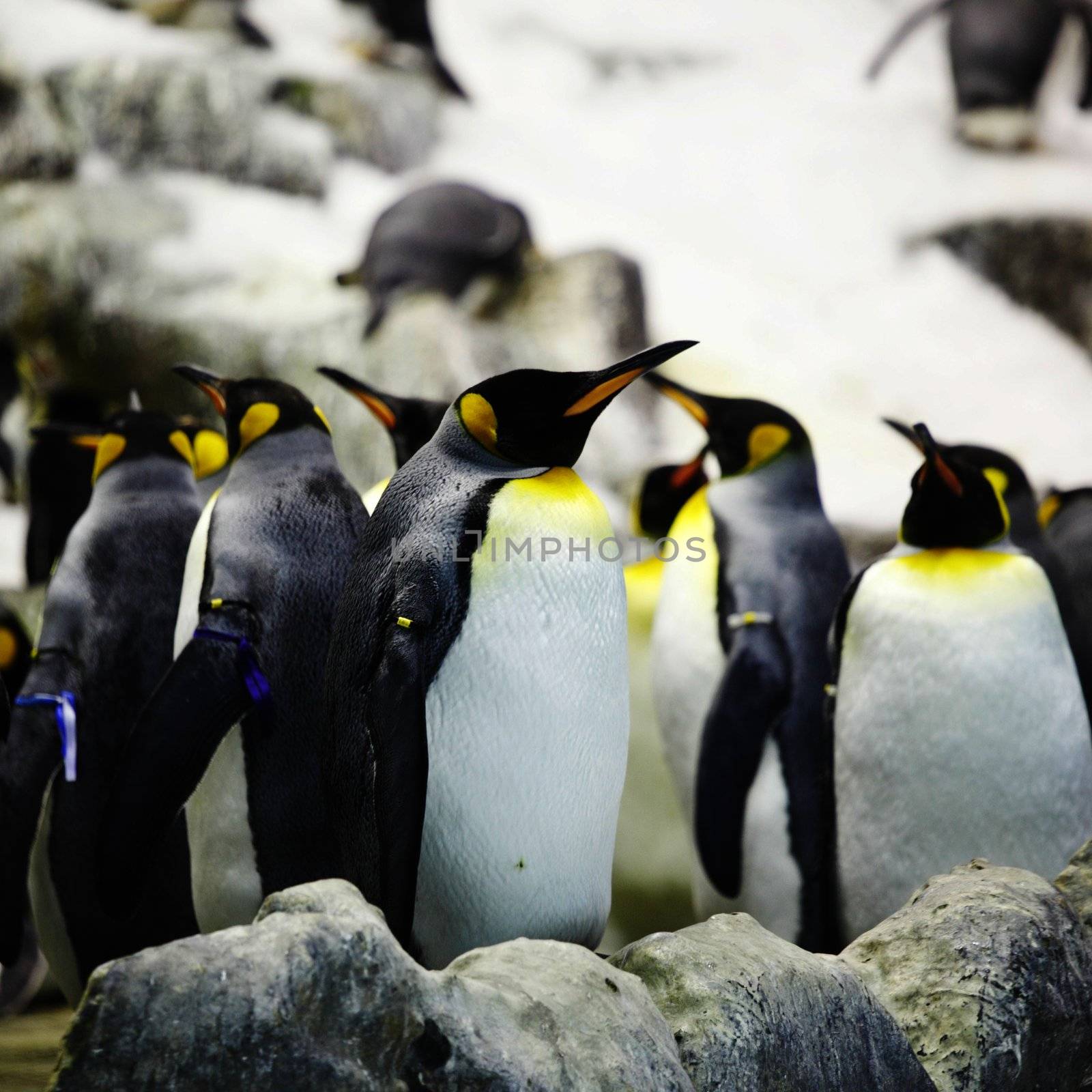 Emperor penguins on rocks near sea