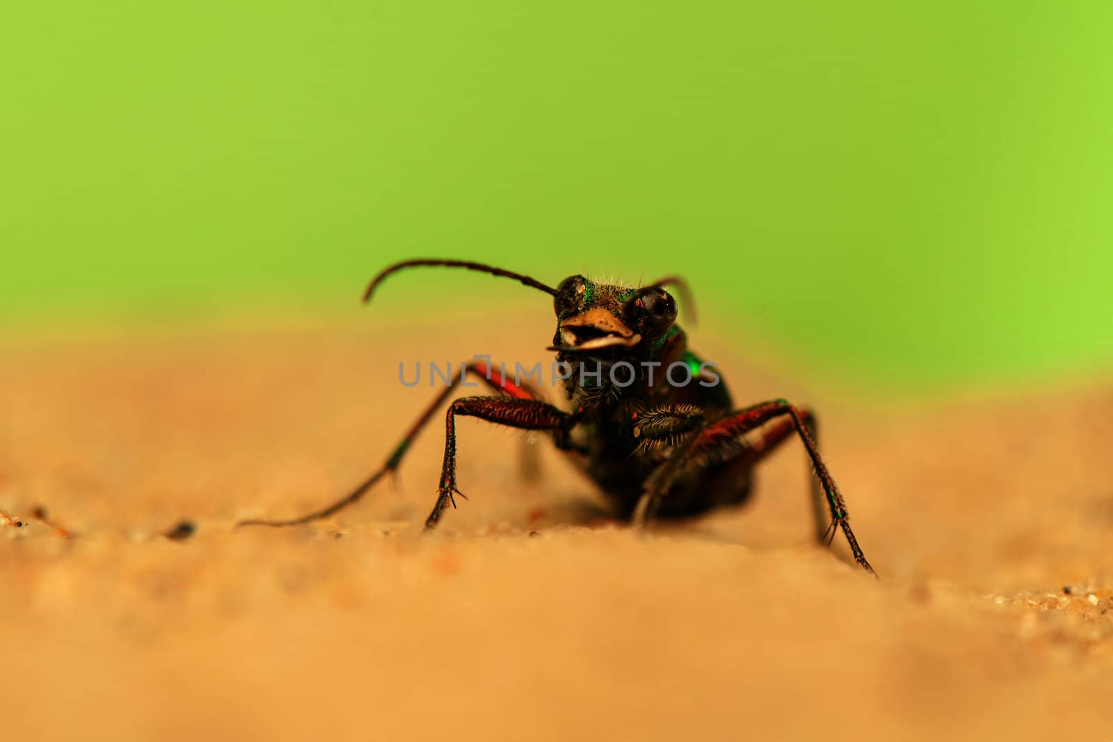 Cicindela campestris by Gucio_55