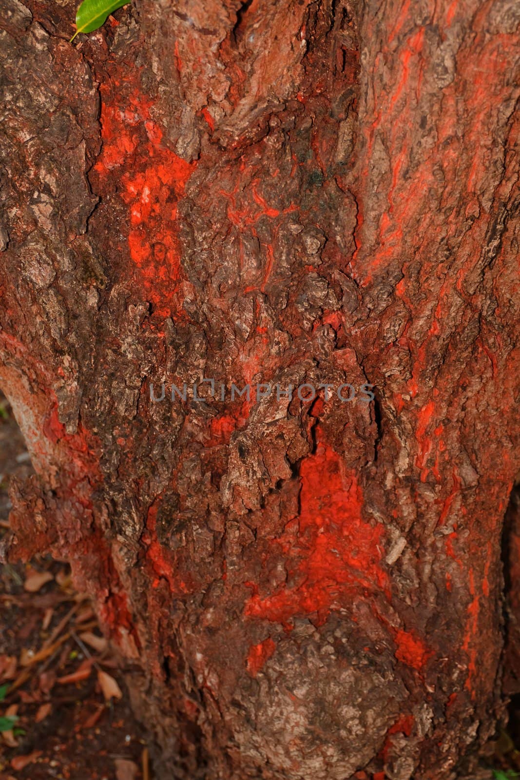Tree bark, dry parts of the tree