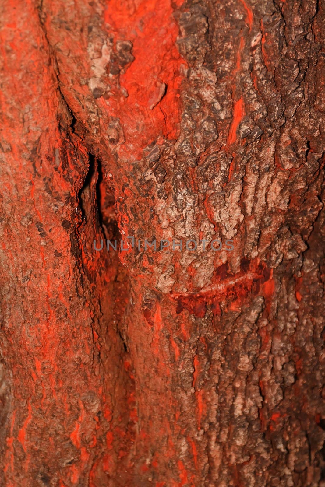 Tree bark, dry parts of the tree