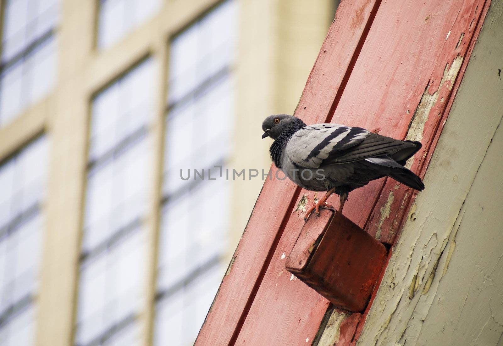 One pigeon on roof of downtown