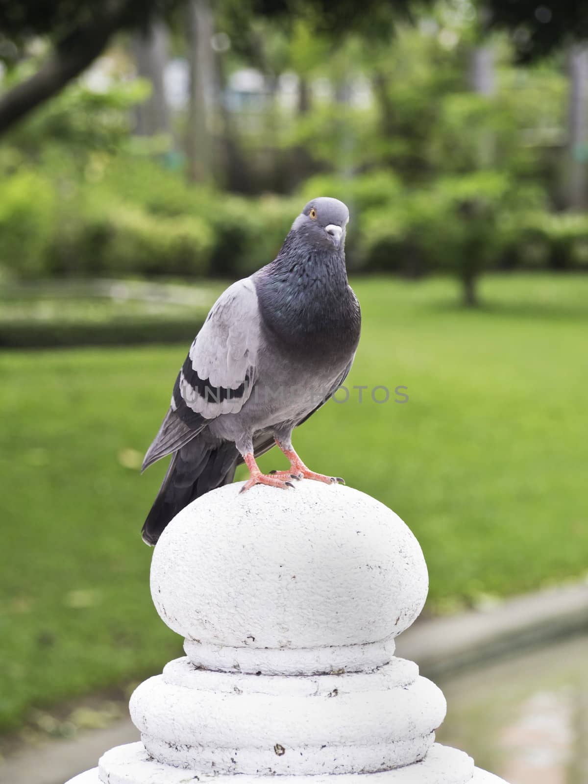 One pigeon  in sunny summer day. by siraanamwong