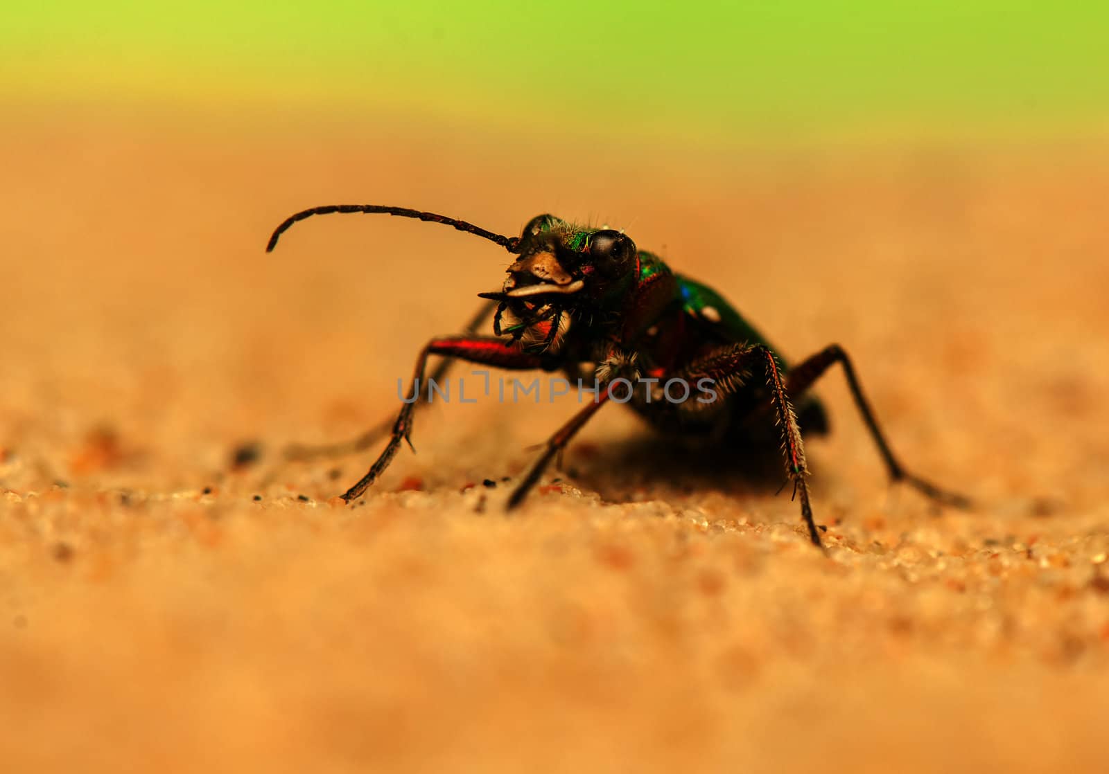 Cicindela campestris by Gucio_55