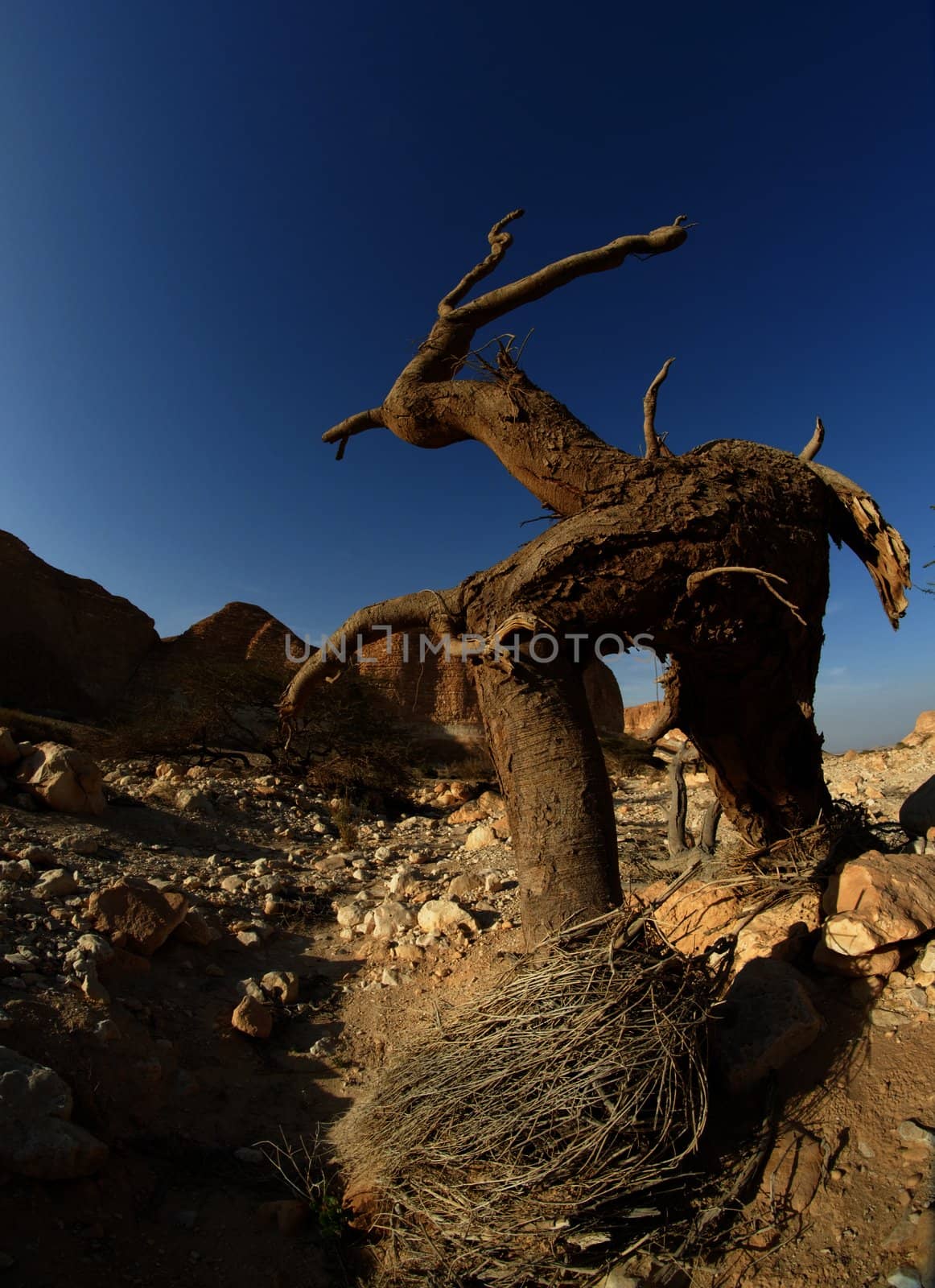 Dry tree in the desert in the shape of a walking man with horns