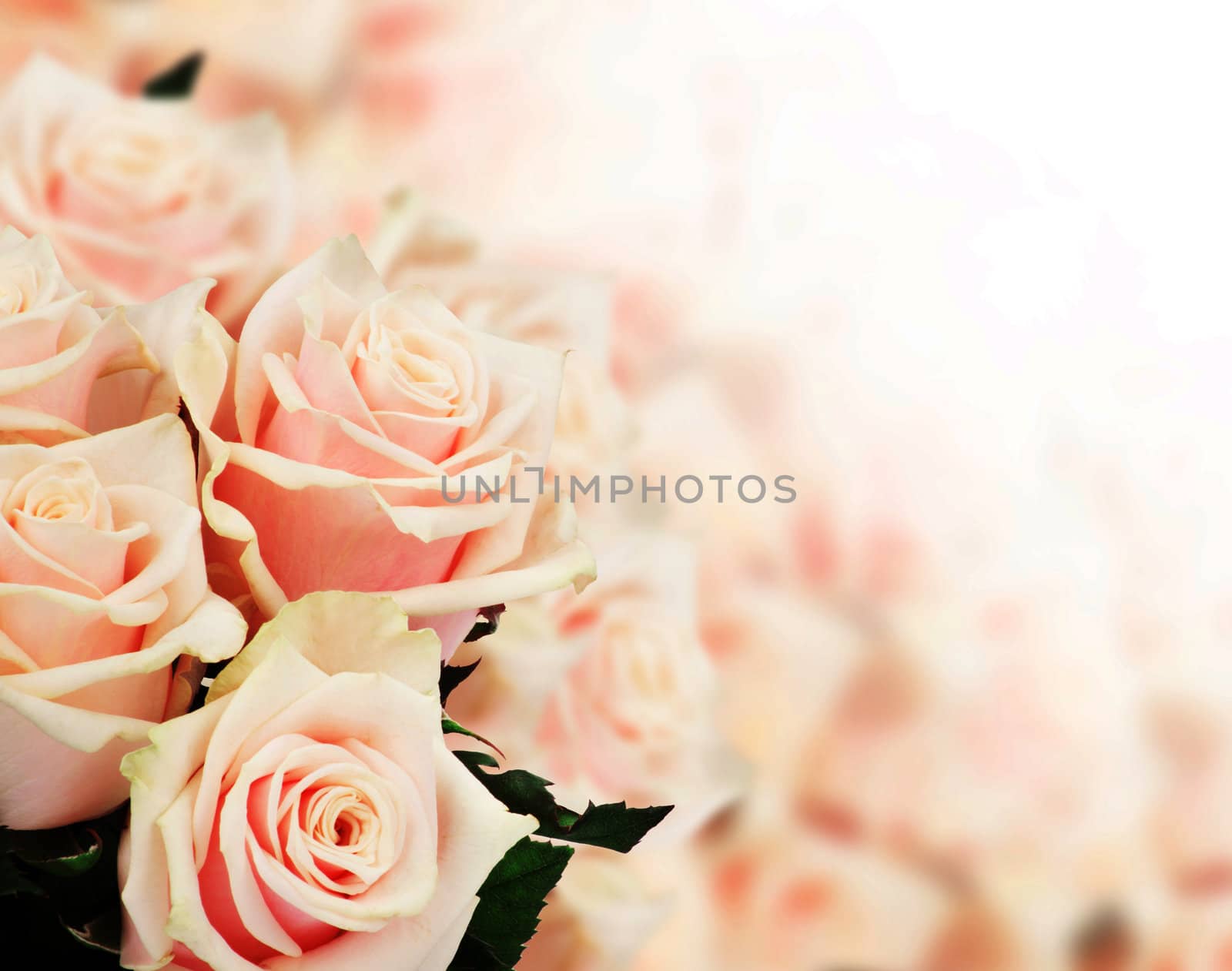 Pink roses