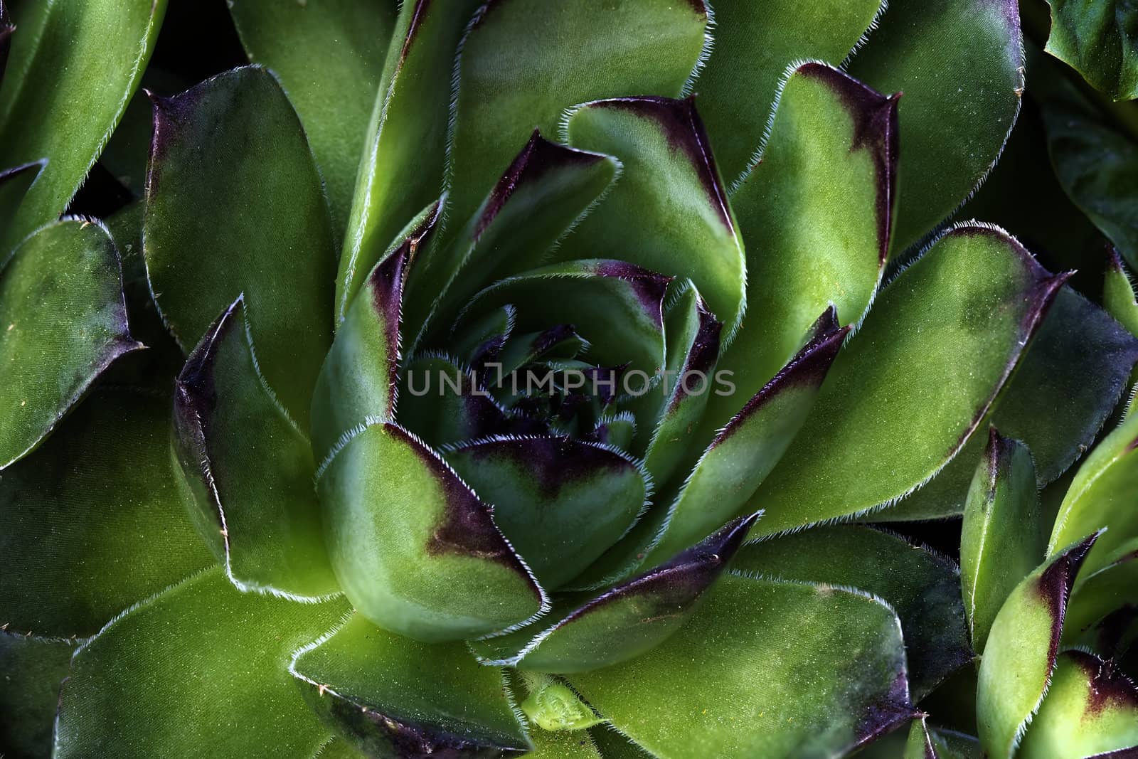 Hen and Chick Succulent Plant Closeup Macro