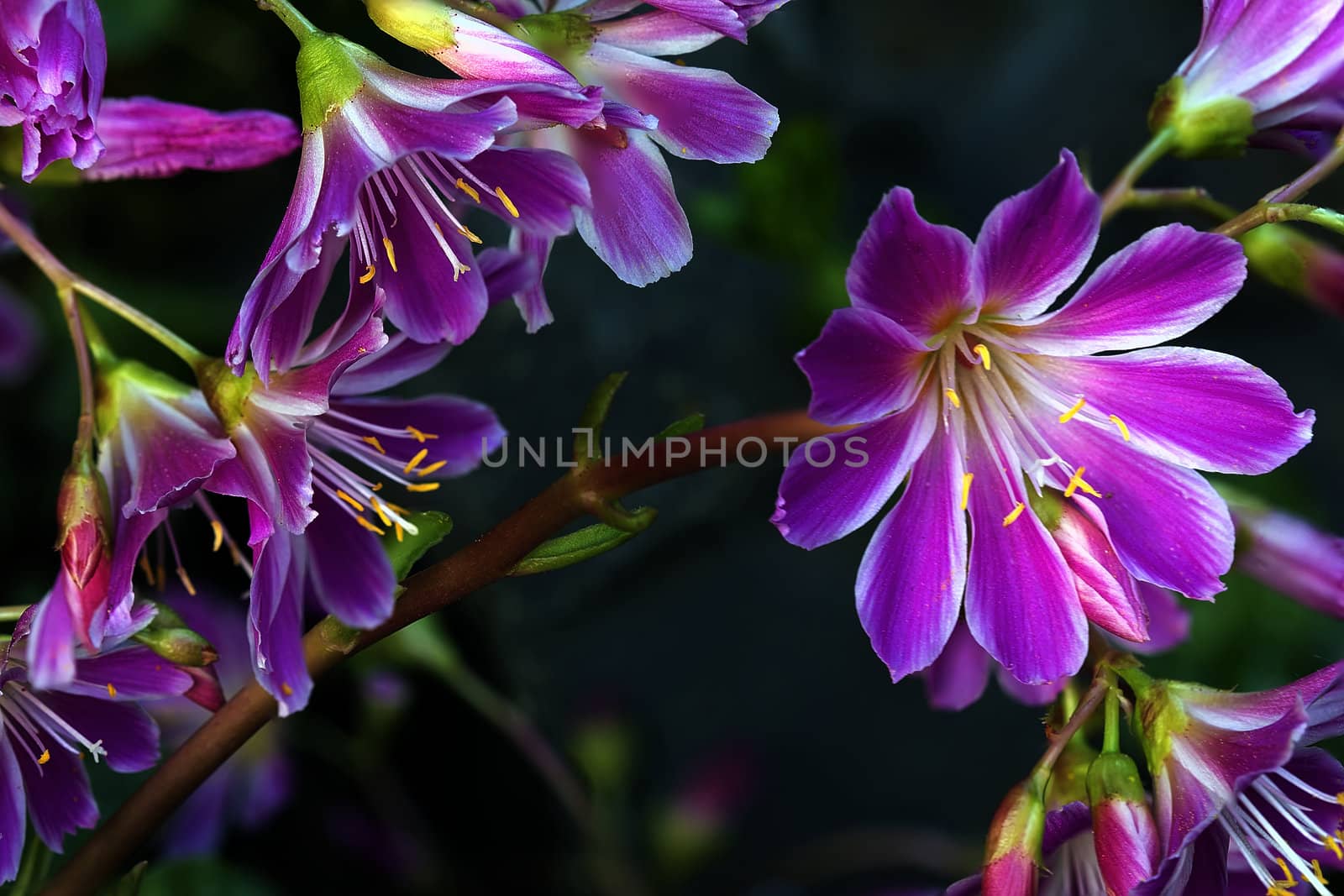 Saxifraga Succulent Plant with Pink Flowers Blooming in Spring