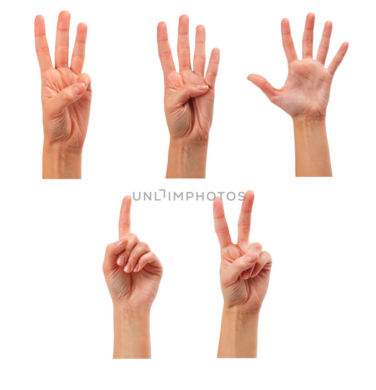 Counting woman hands (1 to 5) isolated on white background