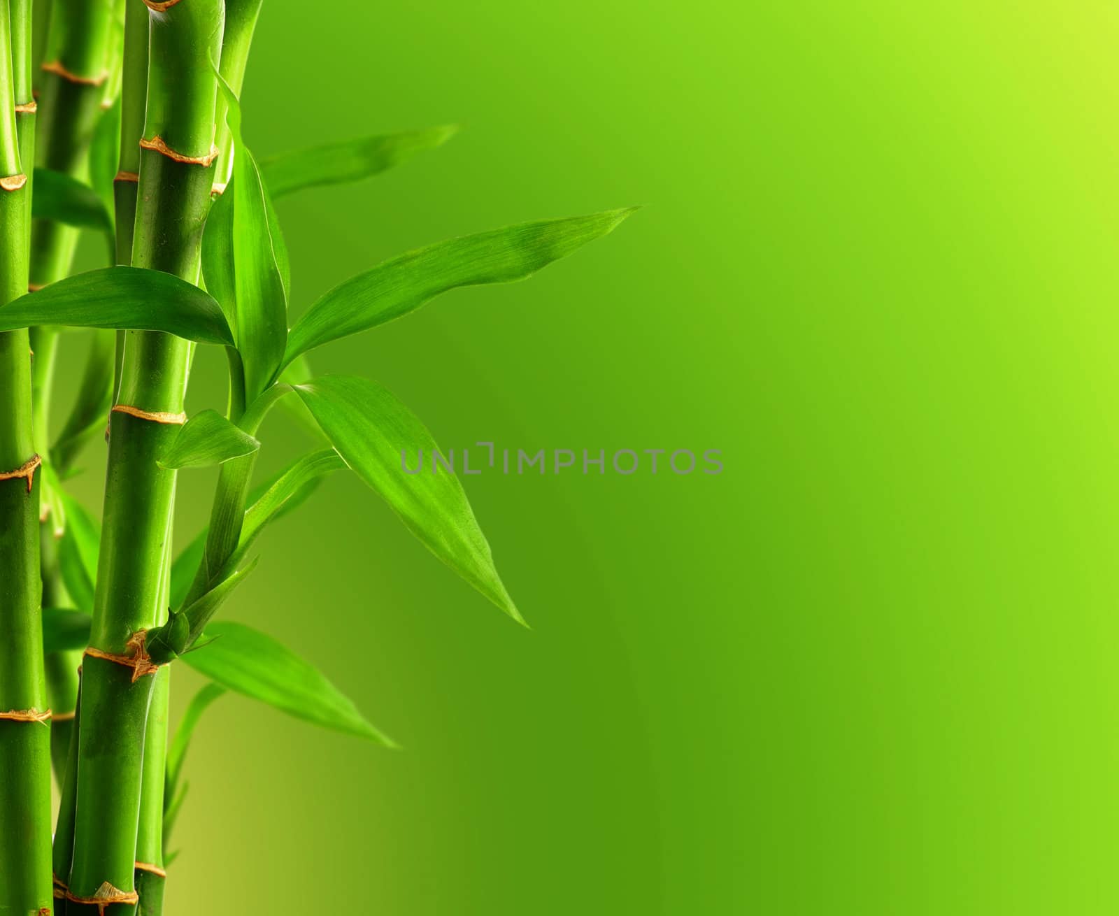 Bamboo background with copy space