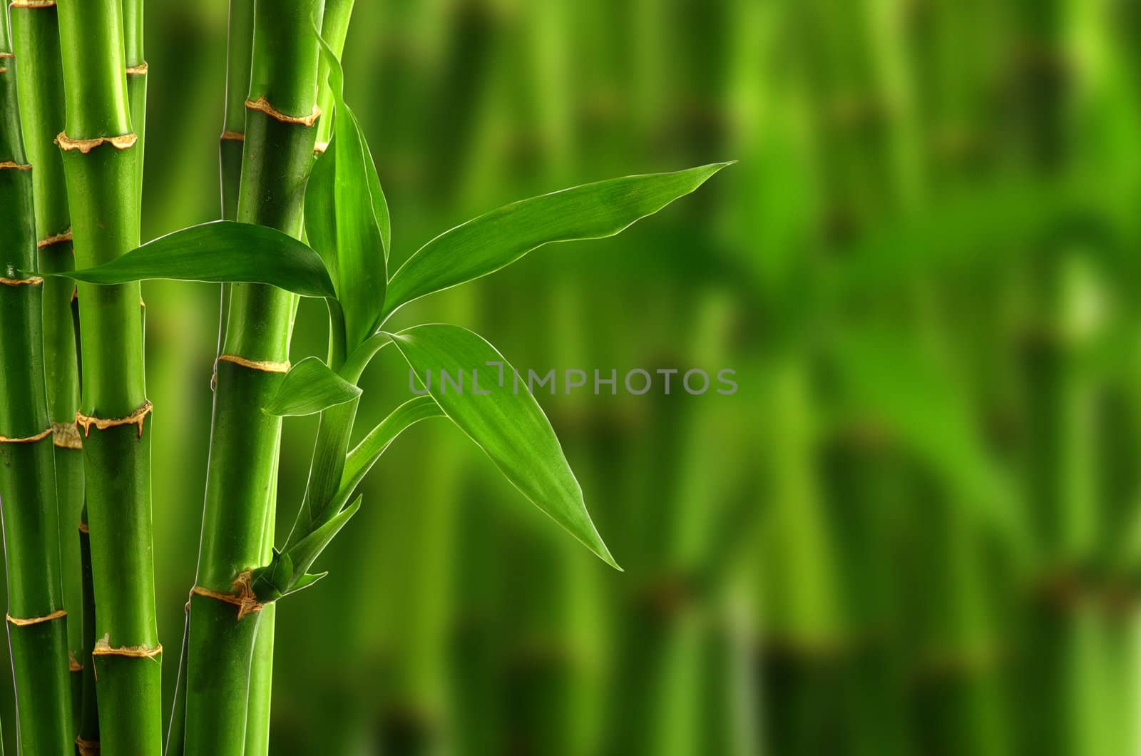 bamboo