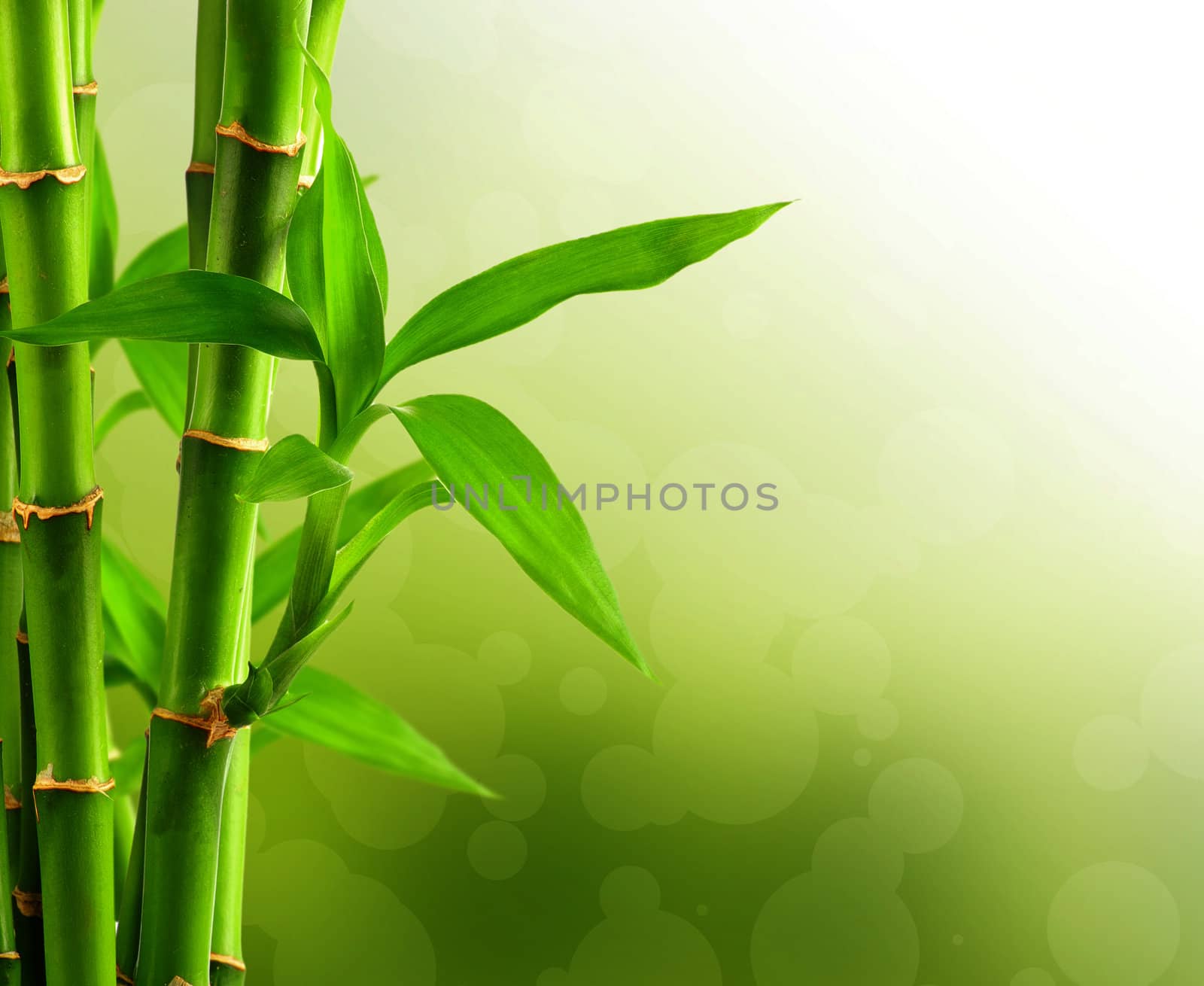 Bamboo background with copy space