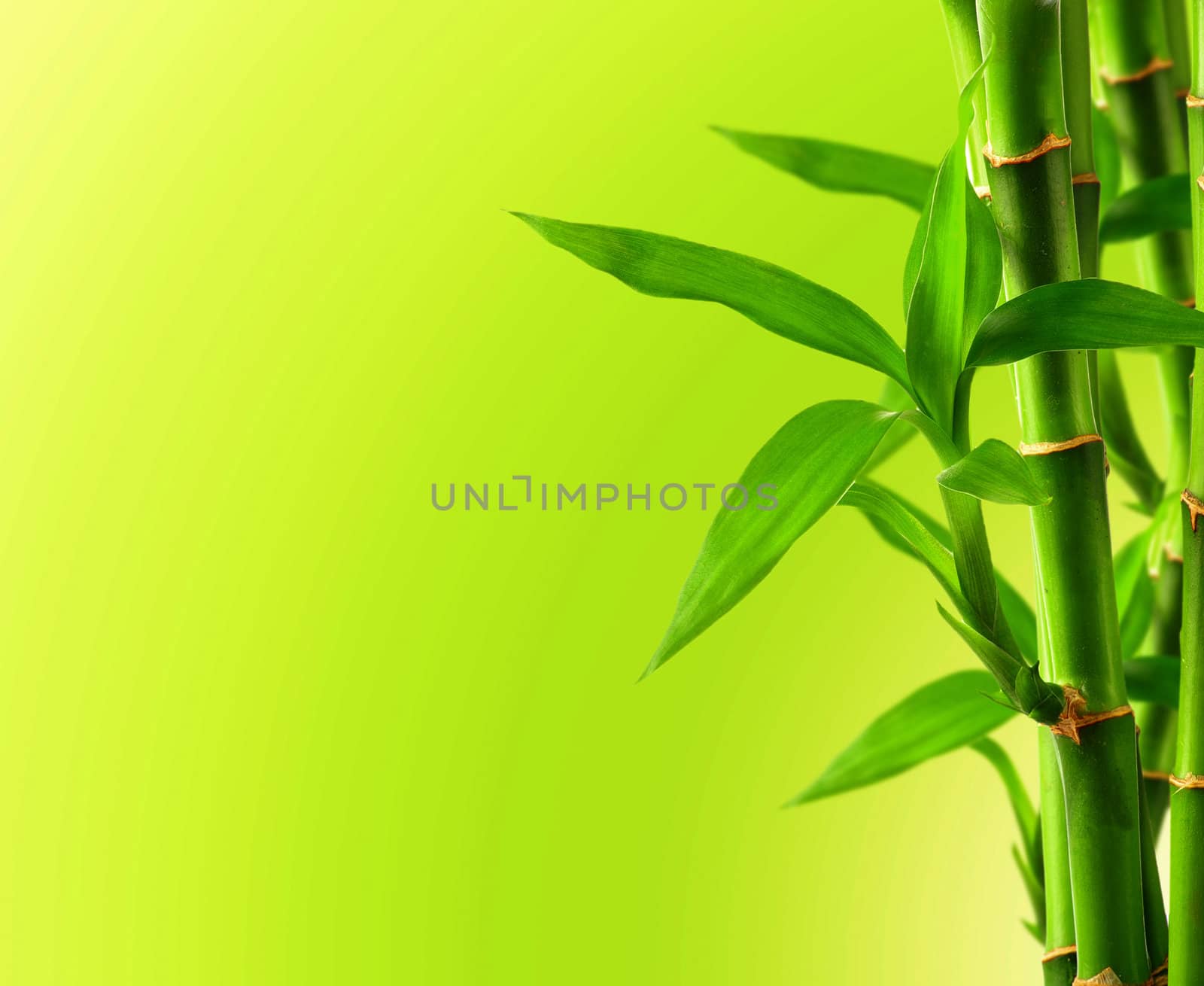 Bamboo background with copy space