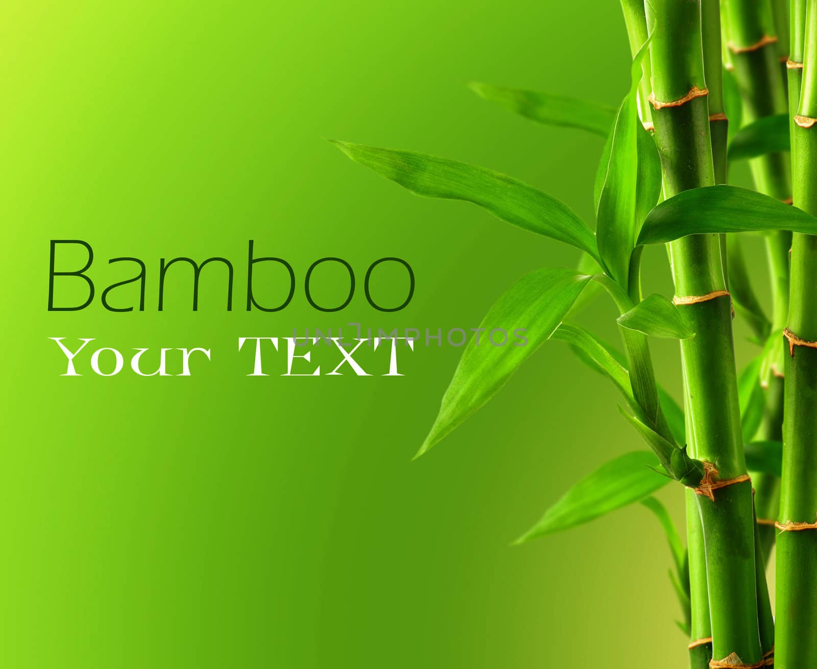 Bamboo background with copy space