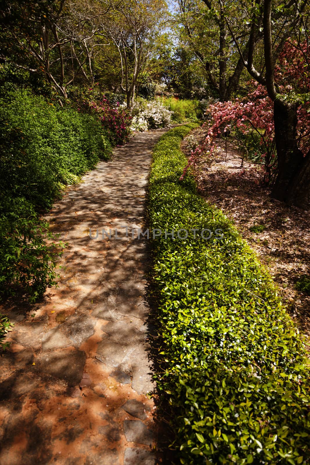 Beautiful Lush Park Walkway with a Variety of Foliage.
