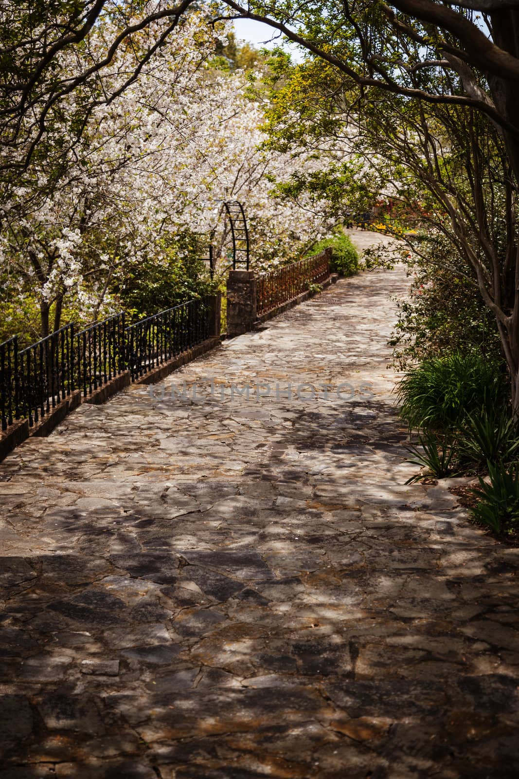 Beautiful Lush Park Walkway with a Variety of Foliage.