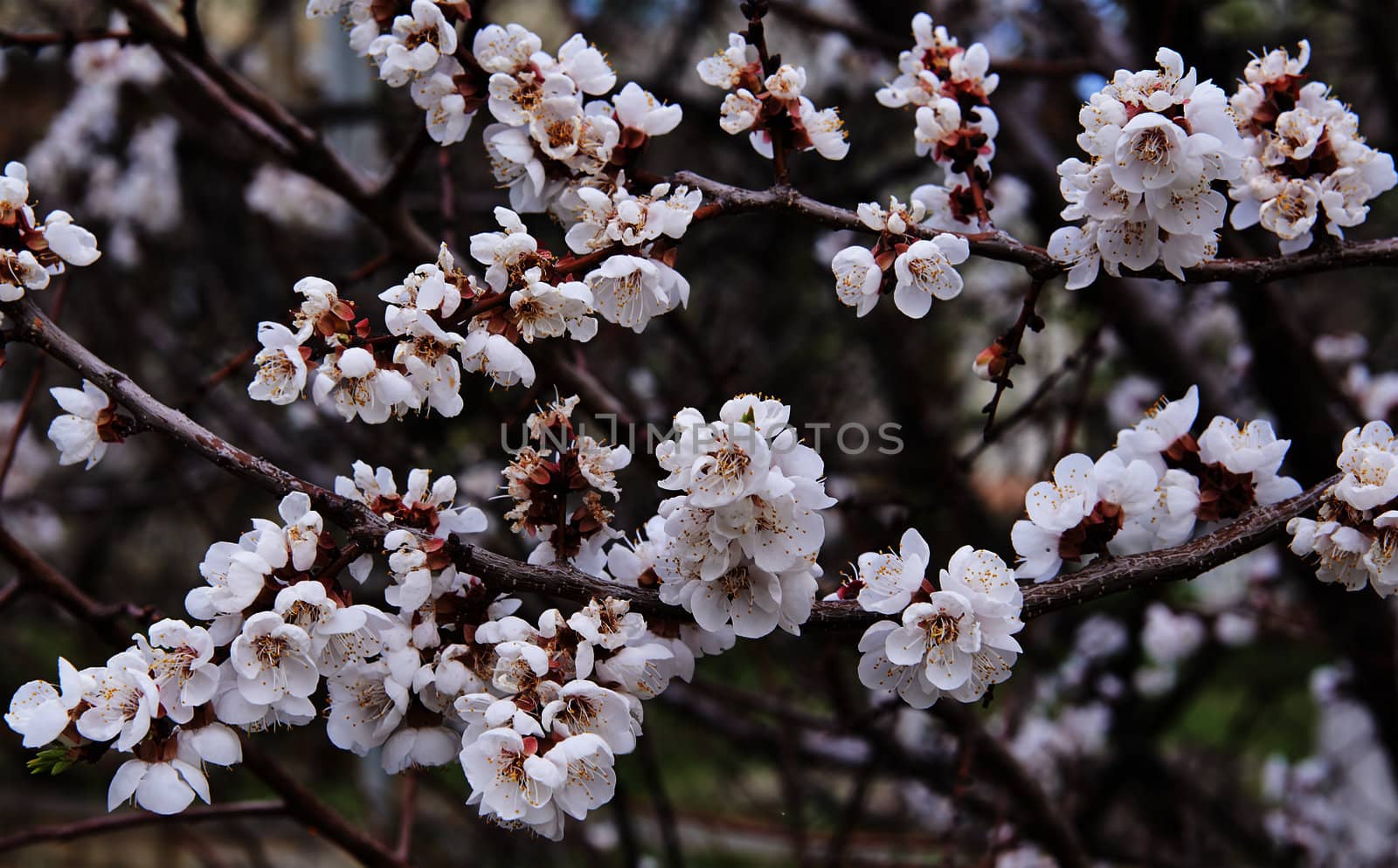 Apricot Blossoms by Horen