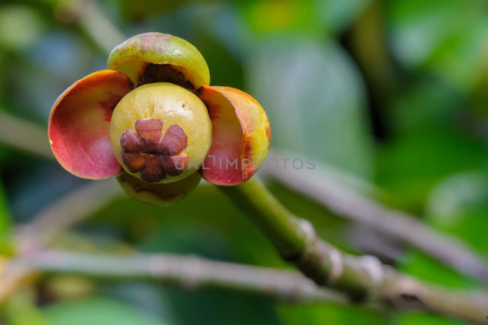 The little flowers mangosteen fruit in garden Chanthaburi, Thailand.