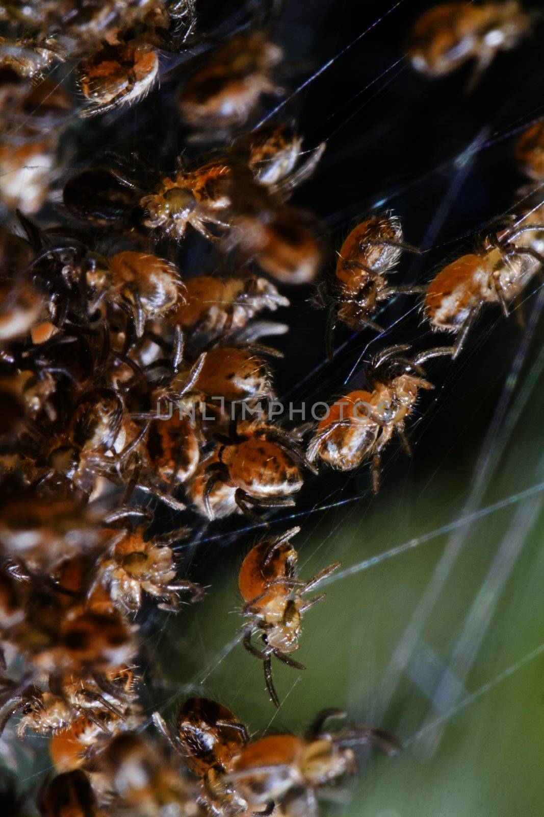 Close up view of many spider babies on a web.