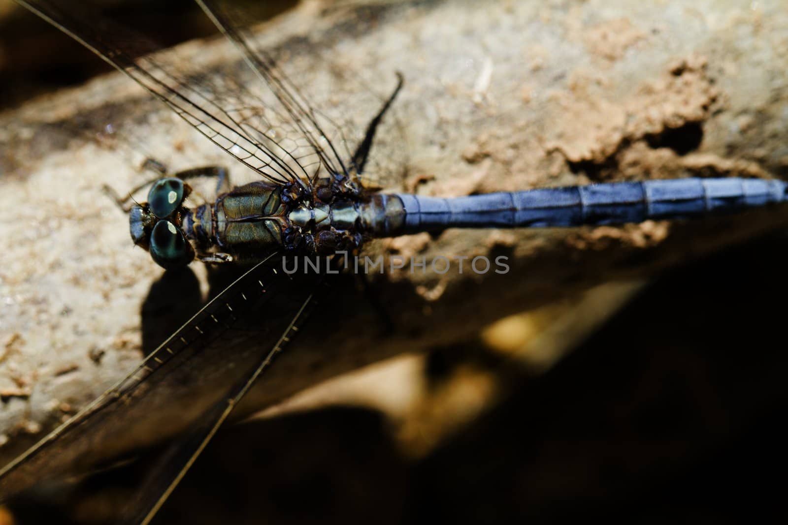 Close up view of a Epaulet Skimmer (Orthetrum chrysostigma) dragonfly insect.