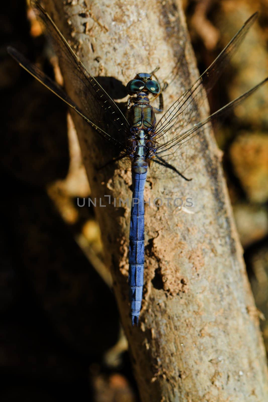 Close up view of a Epaulet Skimmer (Orthetrum chrysostigma) dragonfly insect.