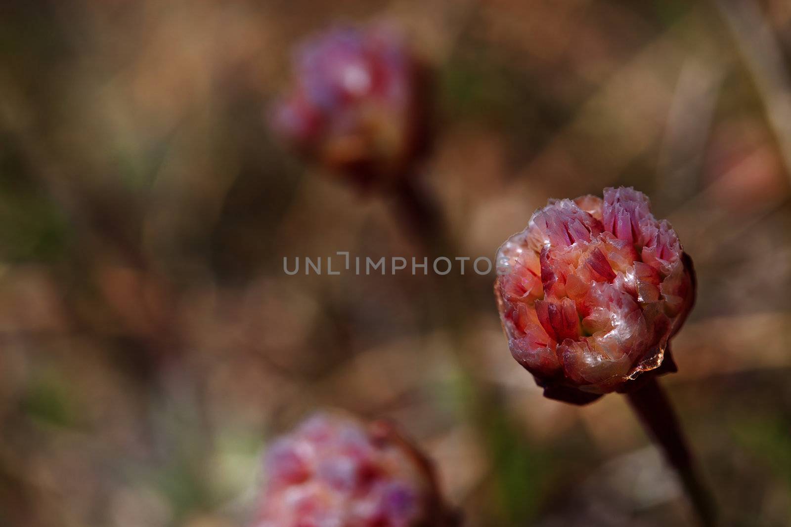 Macro picture of thrift flowers - shallow DOF