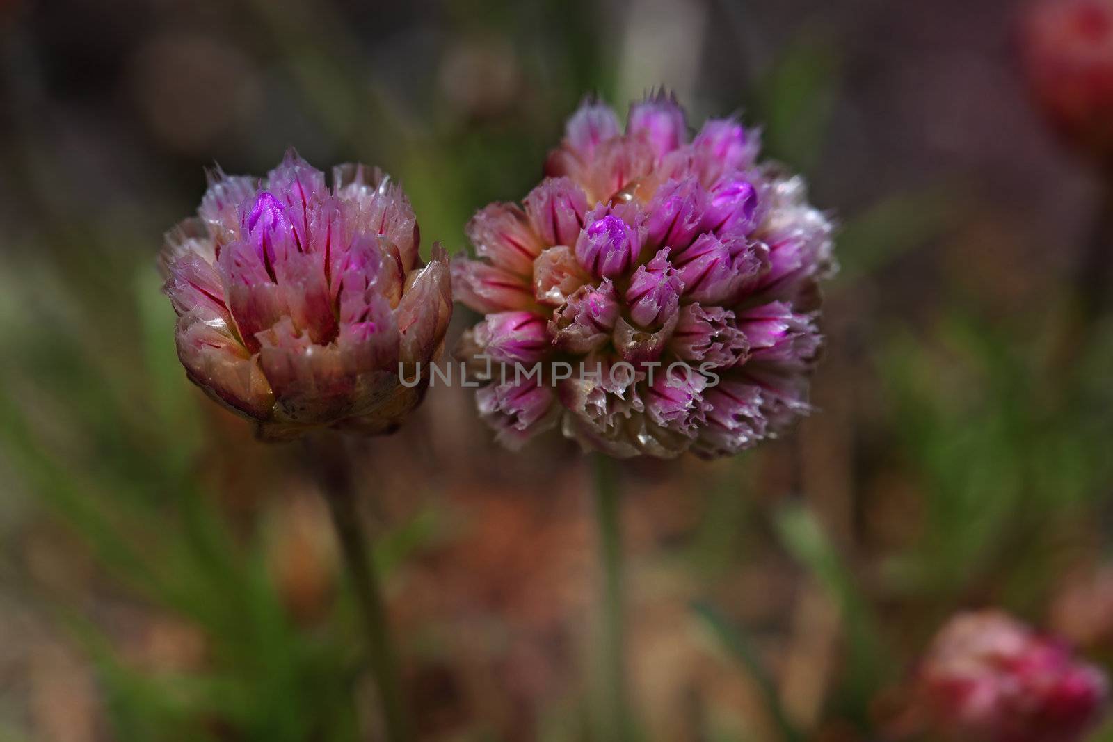 Macro picture of thrift flowers - shallow DOF