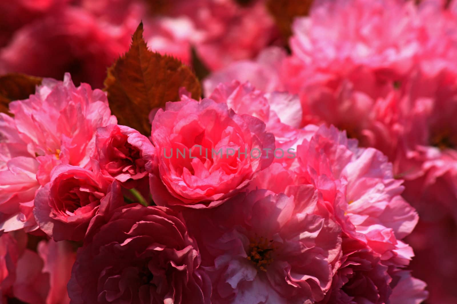 pink japanese cherry tree blossom