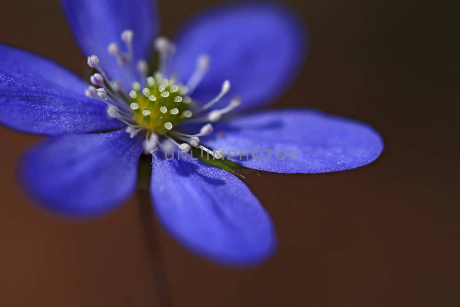 Macro picture of a Hepatica Nobilis - shallow DOF