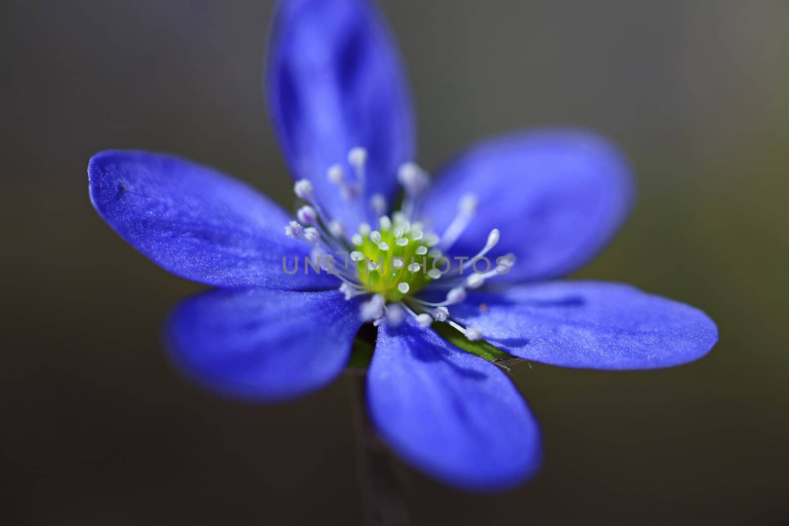 Macro picture of a Hepatica Nobilis - shallow DOF