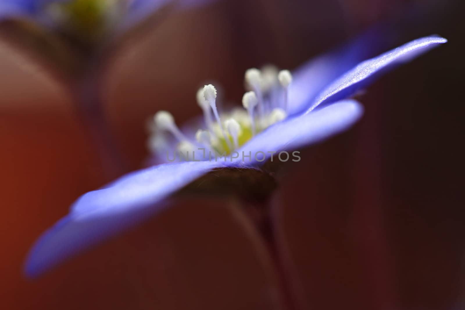 Macro picture of a Hepatica Nobilis - shallow DOF