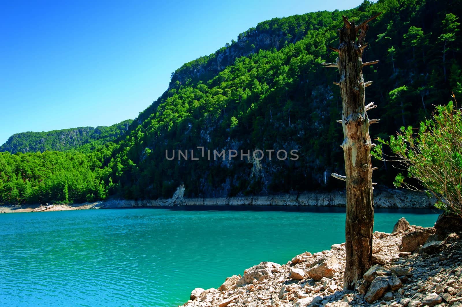 Dry tree trunk on the shore of a mountain lake