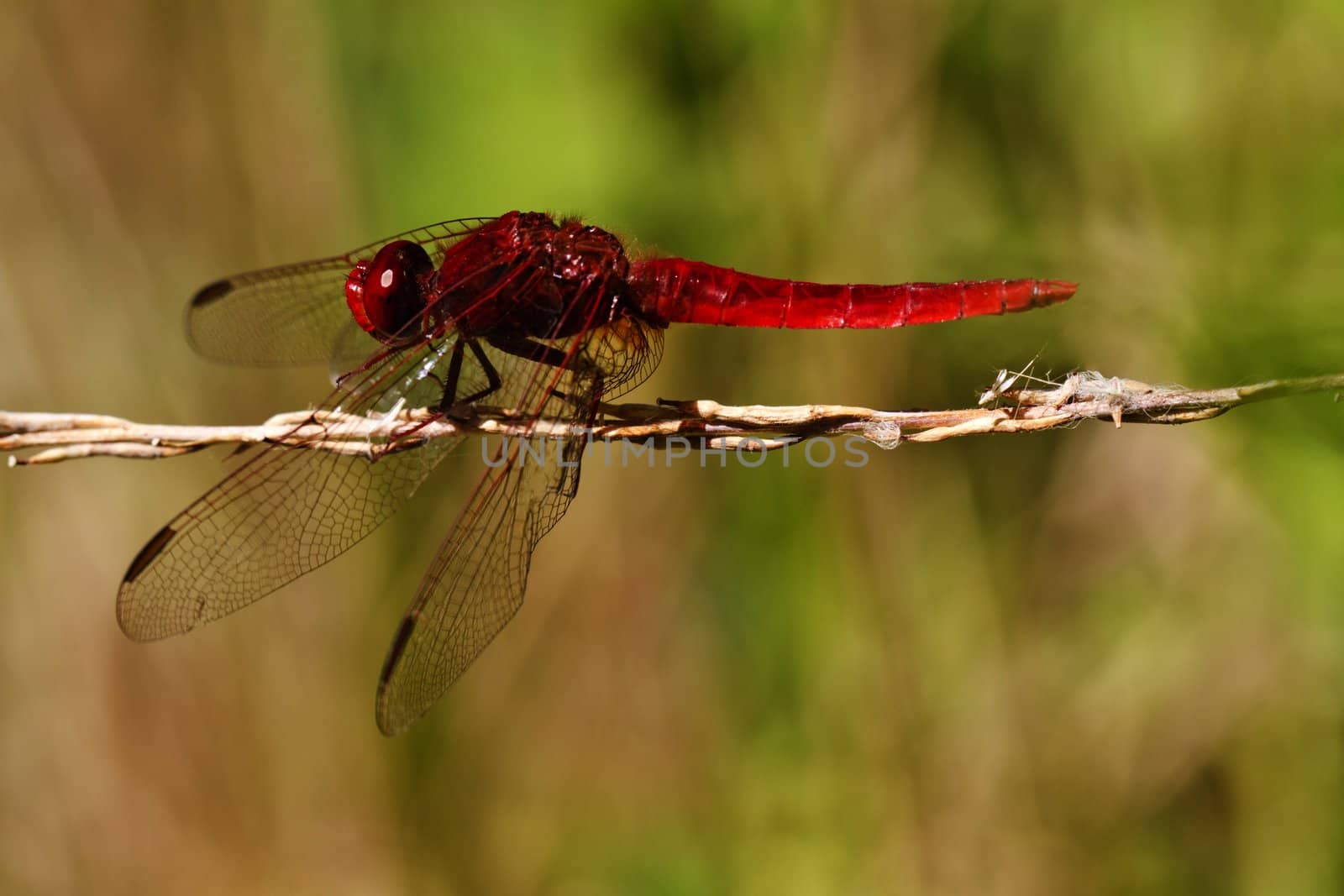 Close up view of a Scarlet Darter (Crocothemis erythraea) dragonfly insect.