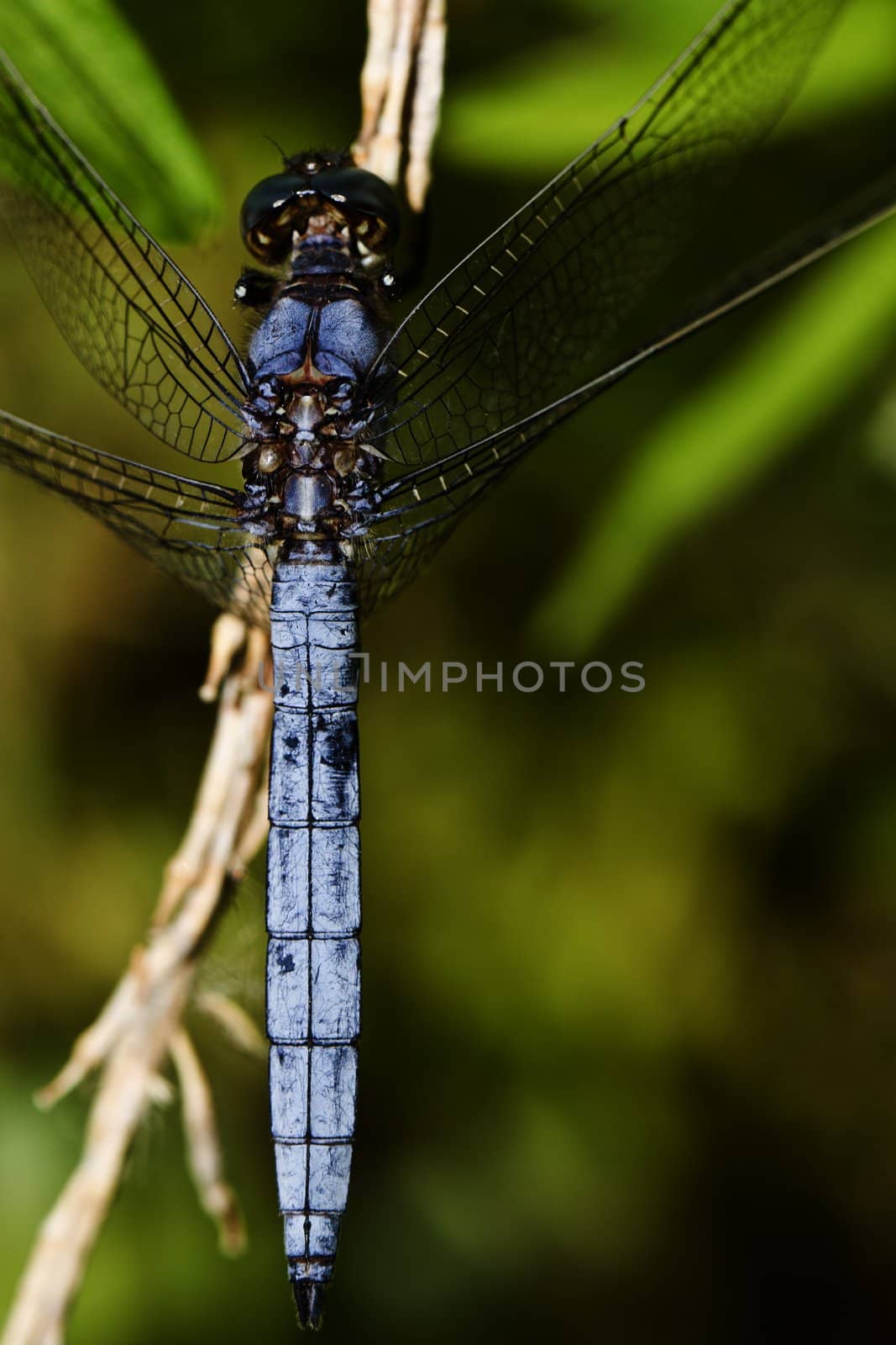 Close up view of a Epaulet Skimmer (Orthetrum chrysostigma) dragonfly insect.