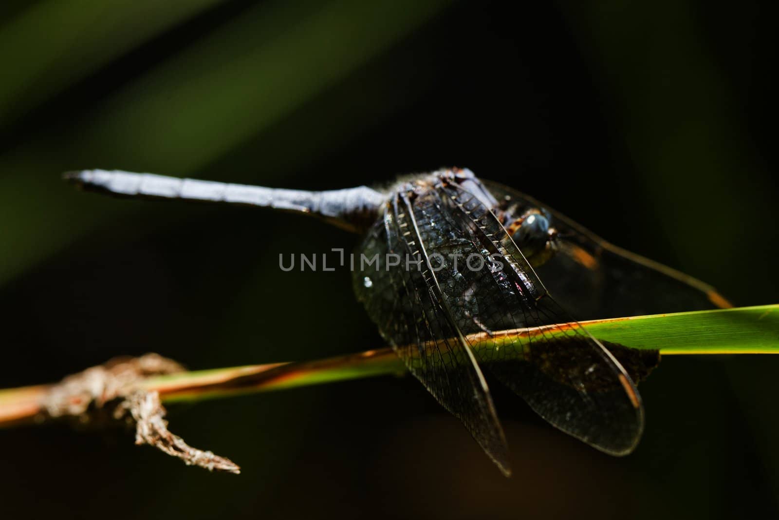 Close up view of a Epaulet Skimmer (Orthetrum chrysostigma) dragonfly insect.