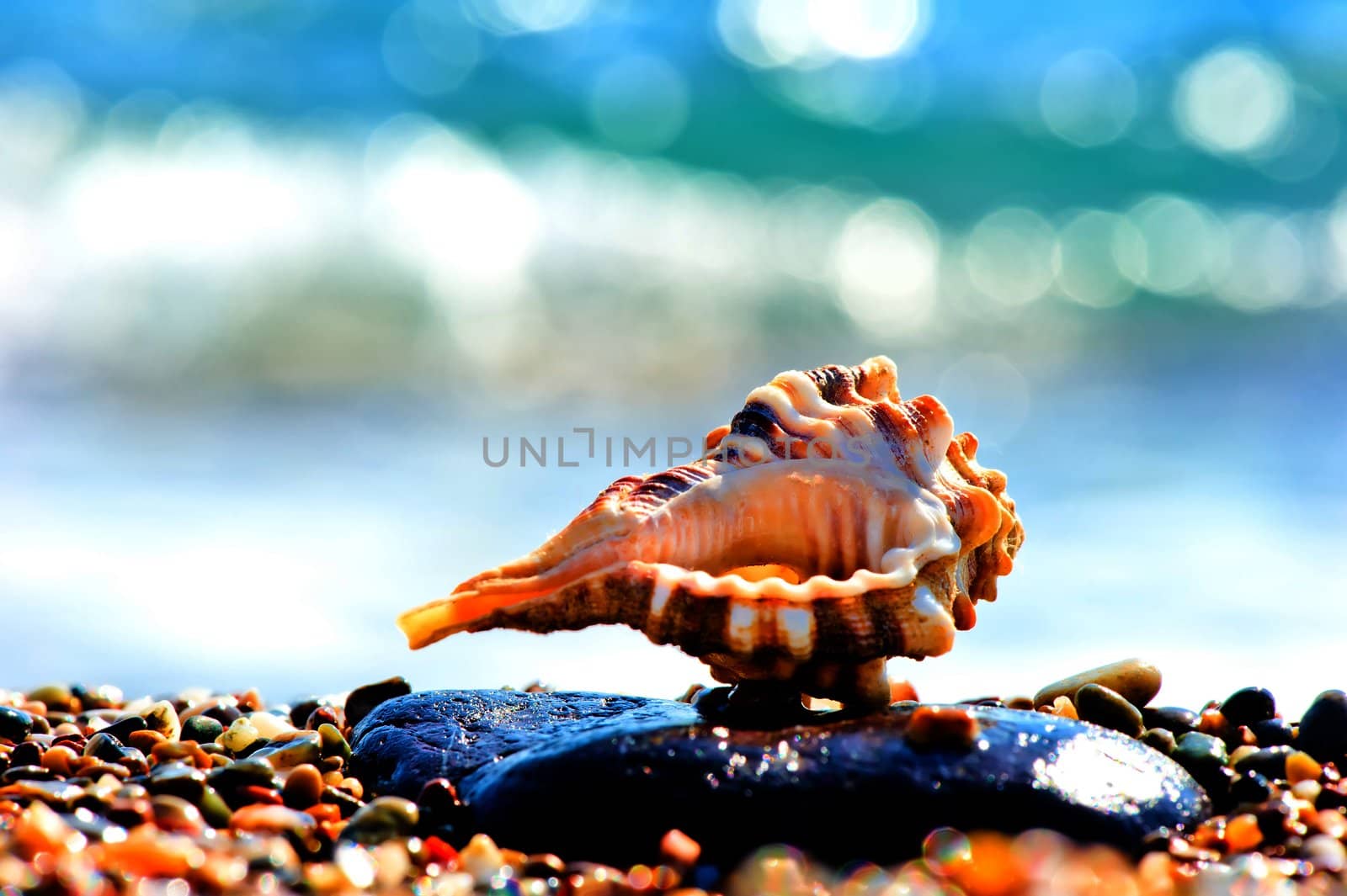 Seashell on sand and pebble beach by the sea.